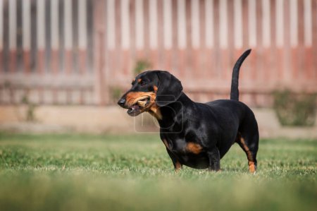 Photo for Dachshund dog gnaws a stick in the yard on a green lawn - Royalty Free Image