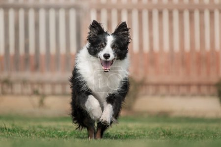 Foto de Un perro collie de la frontera superior corre en un patio verde - Imagen libre de derechos