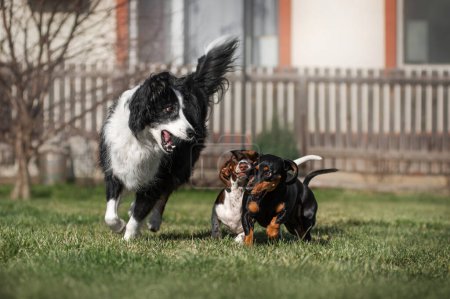 Foto de Frontera collie y dachshund perro amistad jugando en un césped verde foto de mascotas - Imagen libre de derechos
