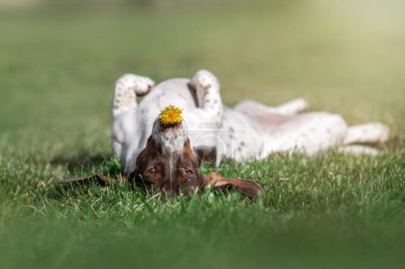 Photo for Piebald dachshund dog holding a yellow dandelion in his teeth funny photos of pets on a walk outside - Royalty Free Image
