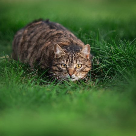 Photo for Tabby cat resting on lawn outside cat walk beautiful pet portraits - Royalty Free Image