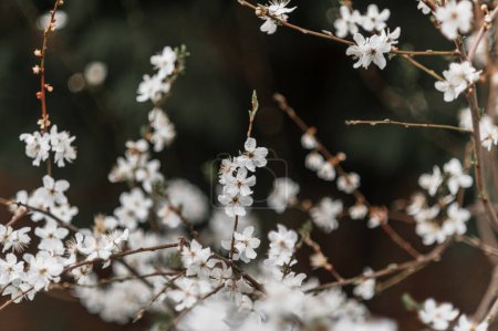 Foto de Flores ramas de cerezo primavera belleza naturaleza verde fondo - Imagen libre de derechos
