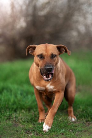 Foto de Hermoso rojo perro mixto crianza ridgeback y personal primavera retratos sobre un verde fondo - Imagen libre de derechos