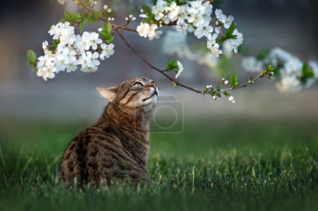 Photo for Spring photo of a cat in a flowering tree, beautiful portraits of pets, a cat on a walk - Royalty Free Image