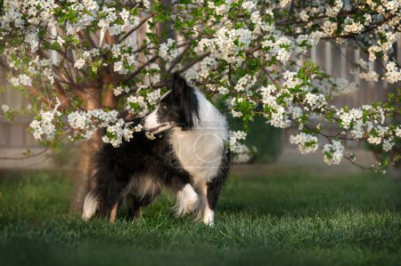 Téléchargez les photos : Printemps photos d'un collie bordure dans un arbre à fleurs beaux portraits d'un chien intelligent - en image libre de droit
