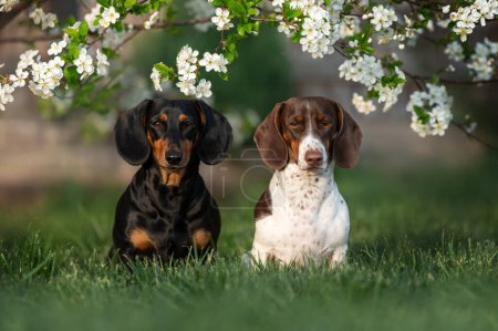 Photo for Spring photos dachshund in a flowering tree beautiful portraits dog friendship - Royalty Free Image