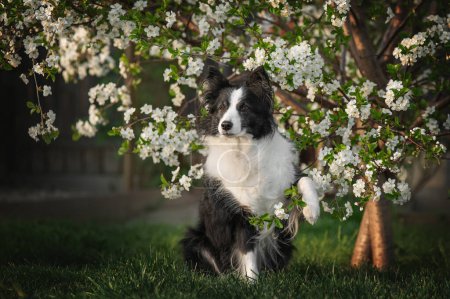 Foto de Fotos de primavera de un collie fronterizo en un árbol floreciente hermosos retratos de un perro inteligente - Imagen libre de derechos
