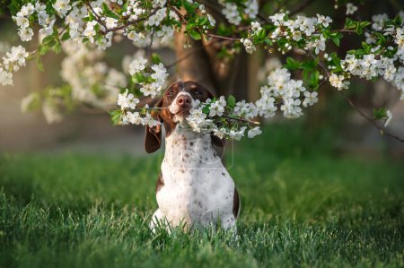 Photo for Piebald dachshund sits under a blooming tree and holds a twig with flowers in its teeth cute photo of dogs in spring - Royalty Free Image