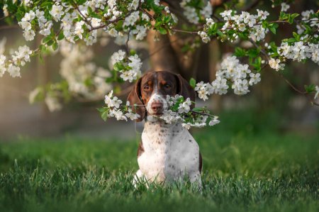 Téléchargez les photos : Dachshund piebald se trouve sous un arbre en fleurs et tient une brindille avec des fleurs dans ses dents photo mignonne de chiens au printemps - en image libre de droit
