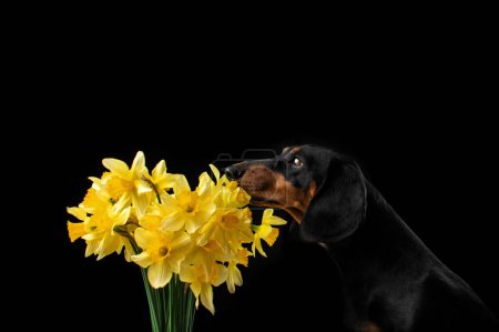 Foto de Dachshund huele flores amarillas retrato de un perro sobre un fondo negro - Imagen libre de derechos