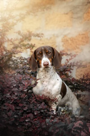 Foto de Un hermoso retrato primaveral de un perro salchicha sobre un fondo natural - Imagen libre de derechos