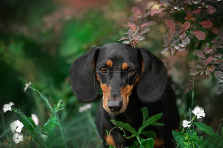 Photo for Beautiful spring portrait of a dachshund on a natural background - Royalty Free Image