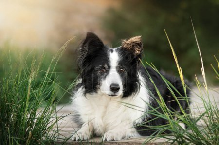 Foto de Borde collie perro viejo hermoso retrato sobre un fondo verde - Imagen libre de derechos