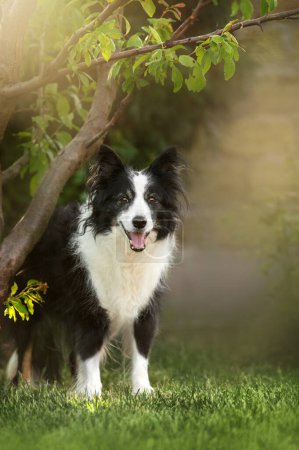 Foto de Borde collie perro viejo hermoso retrato sobre un fondo verde - Imagen libre de derechos