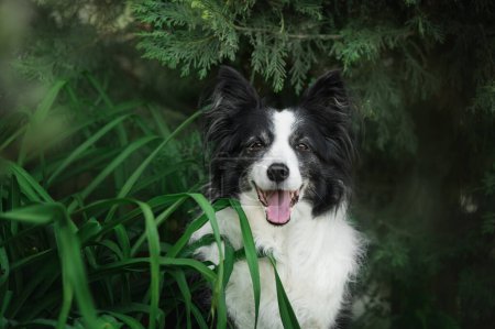 Foto de Border collie old dog beautiful portrait on a green background - Imagen libre de derechos