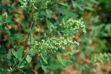 Téléchargez les photos : Chenopodium album est une mauvaise herbe annuelle, dressée, vert pâle avec une forte odeur. Connu sous le nom de cygne blanc - en image libre de droit