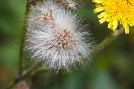 Téléchargez les photos : Closeup view of Ripe fruits of Common dandelion, It is the familiar weed of lawns and roadsides. - en image libre de droit