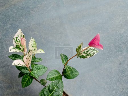 Photo for Variegated evergreen climber.Glossy green leaves patterned with splashes of white, copper-tan, and pink, Scientific name: Trachelospermum asiaticum. - Royalty Free Image
