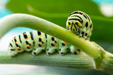 Foto de Macro of Caterpillar of Papilio Machaon swallowtail caterpillar feeding on Fennel branches. detalles en la naturaleza. - Imagen libre de derechos