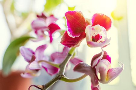 Téléchargez les photos : FERMER : Jardinage intérieur dans la belle lumière de l'après-midi. orchidée violette gros plan dans les rayons du soleil brillant sur la fenêtre. - en image libre de droit