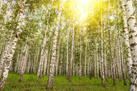 birch tree forest in morning light with sunlight. Birches in the rays of the bright yellow sun Poster 646826382