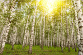 birch tree forest in morning light with sunlight. Birches in the rays of the bright yellow sun Poster #646826382
