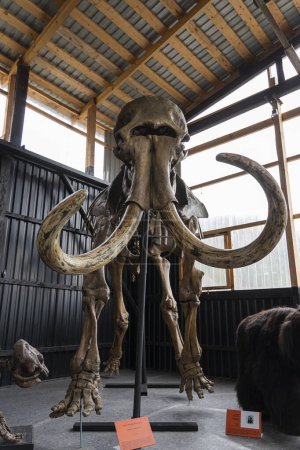Photo for Preserved skeleton of a Mammoth. Paleontological Museum of Natural History Paleopark. April 19, 2022. Russia Altai - Royalty Free Image