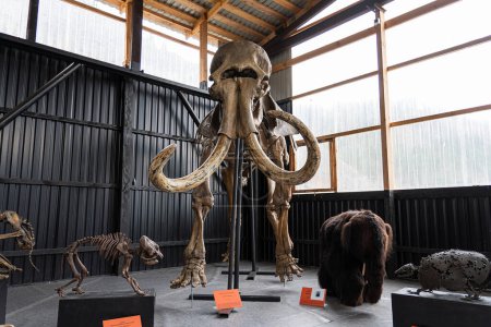 Photo for Preserved skeleton of a Mammoth. Paleontological Museum of Natural History Paleopark. April 19, 2022. Russia Altai - Royalty Free Image