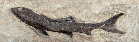 Téléchargez les photos : Fossile fish Eocene Green River Formation. Antique fossile - en image libre de droit