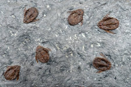 Foto de Antiguos fósiles de trilobites en piedra. Antiguos insectos gigantes. - Imagen libre de derechos
