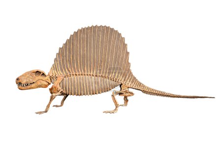 The skeleton of a fossil dinosaur isolated on a white background.