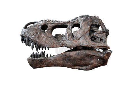 Foto de Tyrannosaurus scull aislado sobre un fondo blanco. fósiles animales prehistóricos. - Imagen libre de derechos