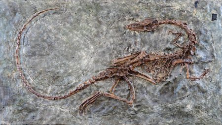 Photo for Fossilized scary petrified Velociraptor dinosaur fossil remains in stone with details of the skeleton with skull - Royalty Free Image