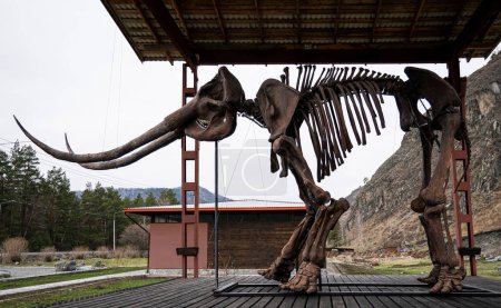 Foto de Un esqueleto antiguo de un animal prehistórico del stegodon está parado contra el fondo de la naturaleza y de las montañas. - Imagen libre de derechos