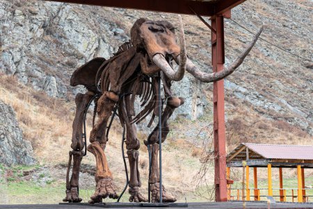 Photo for Preserved skeleton of a Mammoth against the background of the nature of the mountains - Royalty Free Image