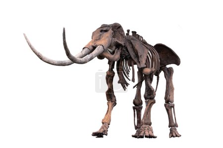 un esqueleto antiguo de un animal prehistórico aislado sobre un fondo blanco