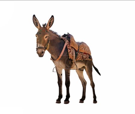 Photo for Donkey with a saddle on the back isolated a on white background - Royalty Free Image