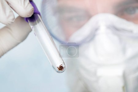 Photo for A dangerous blood-sucking insect. small brown spotted mite, biological name Dermacentor marginatus on in a medical test tube. The scientist studies insects that transmit dangerous diseases and viruses - Royalty Free Image