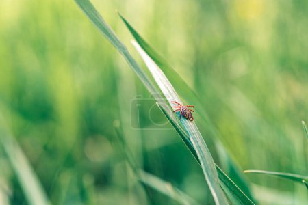 Téléchargez les photos : Encéphalite Cocher Insecte rampant sur l'herbe verte. Virus de l'encéphalite ou maladie de Lyme Borréliose Dermacentor infectieux Cocher Arachnid Parasite Insecte Macro. Dermacentor marginatus, - en image libre de droit