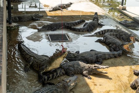 Crocodiles bask in the sun. Crocodiles in the pond. Crocodile farm. Cultivation of crocodiles. Crocodiles gathered for feeding, they are waiting for food. crocodile feeding attraction in thailand