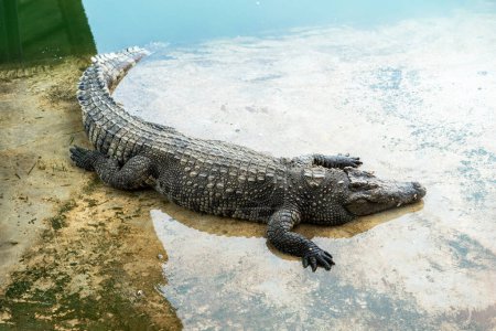 Téléchargez les photos : Gros crocodile dangereux en colère dort sur la rive de la rivière - en image libre de droit
