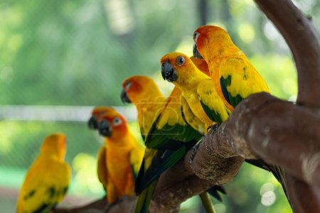 Téléchargez les photos : Soleil conure perroquet ou oiseau Belle est aratinga a jaune, Aratinga solstitialis animal exotique adorable, originaire de l'Amazone - en image libre de droit