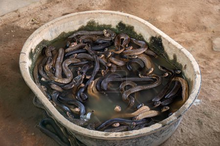 Photo for A lot of poisonous dangerous snakes in a basin in the water. snake farm - Royalty Free Image