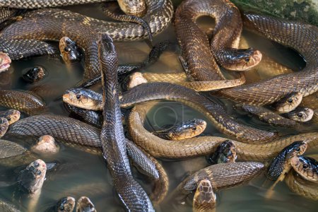 un montón de serpientes en el agua en el fondo.. granja de serpientes