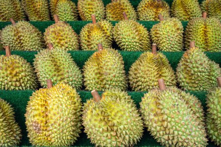 Photo for Close up of several durians on the shelf. harvesting durian. Ripe smelly fruits of the royal fruit on the counter in the store. - Royalty Free Image