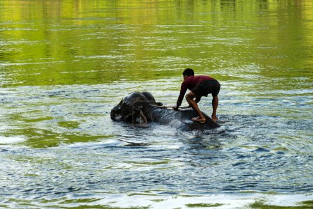 Téléchargez les photos : Gros éléphant se baignant dans la rivière guidé par leur maître. un conducteur d'éléphant conduit un éléphant dans l'eau. Les mahouts s'occupent de laver les éléphants. river kwai. Nord de la Thaïlande. Juillet 5, 2023. - en image libre de droit