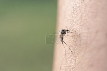 Moskitos voller Blut. eine Mücke saugt Blut aus einem menschlichen Körper. Makrofoto einer Mücke auf dem Arm