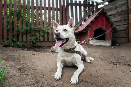 Photo for White friendly watchdog widely yawning on leash chain guard house. a dog in the village - Royalty Free Image