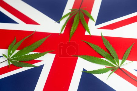 a hemp leaf on background of the British flag. Concept of legalization and changes in legislation regarding cultivation and use of marijuana in the country Great Britain,