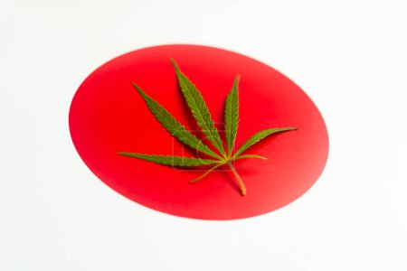 Photo for A hemp leaf on background of the japanese flag. Concept of legalization and changes in legislation regarding cultivation and use of marijuana in the country japan - Royalty Free Image